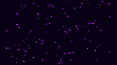 Abstract Sakura Blossoms Graphic Background with Royal Purple Tones Stock Footage 340274028