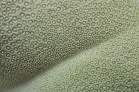 Abstract Sand Dollar Stock Photos