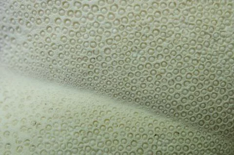 Abstract Sand Dollar Stock Photos