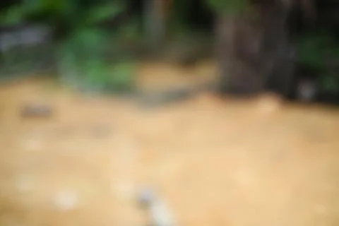 Abstract sandy ground texture with blurred green foliage background to crea.. Stock Photos