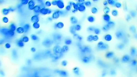 Abstract science background with chaotic blue particles flowing into fluid Video stock 101745222