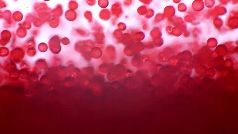 Abstract science background with red blood cells Stock Footage 101484743