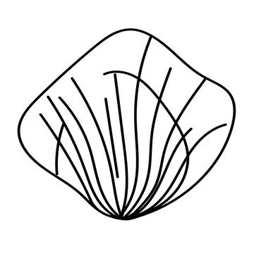 Abstract sea shell drawing with fine, modern lines. Stock Illustration