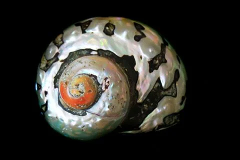 Abstract sea shell isolated 스톡 사진
