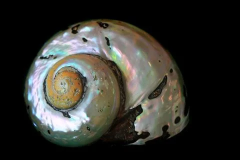Abstract sea shell isolated Stockfoto's