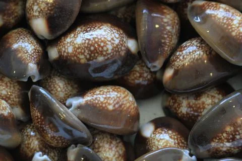 Abstract sea shells texture Foto stock