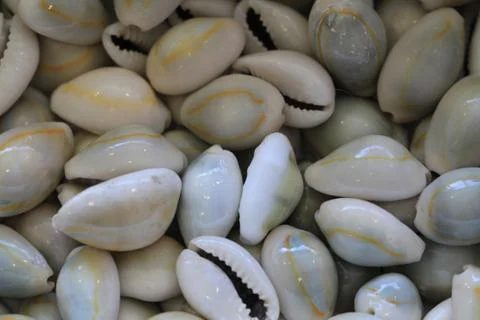 Abstract sea shells texture Foto stock