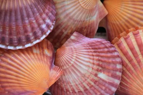 Abstract sea shells texture Foto stock