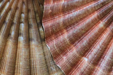Abstract sea shells texture Foto stock