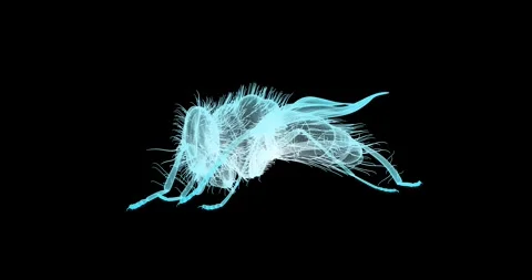 Abstract seamless animation presents the rotation of a fly model in the styl Stock Footage 328652960