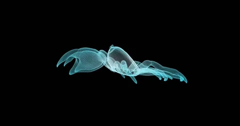 Abstract seamless animation with a rotating crab model, made in the style of Stock Footage 328652472