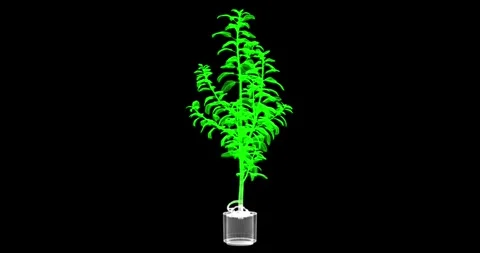 Abstract seamless animation with a rotating model of a potted plant2 Stock Footage 328652904