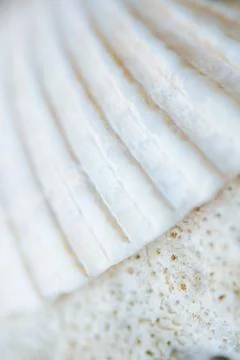 Abstract Seashell blurred background.Backdrop with copy cpace for webdesign. 스톡 사진