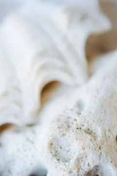 Abstract Seashell blurred background.Backdrop with copy cpace for webdesign. Фото