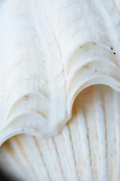 Abstract Seashell blurred background.Backdrop with copy cpace for webdesign. Foto stock