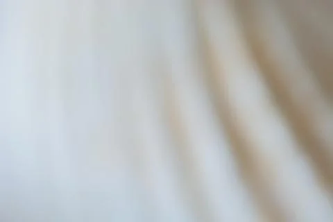 Abstract Seashell blurred background.Backdrop with copy cpace for webdesign. 스톡 사진