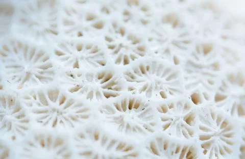 Abstract Seashell blurred background.Backdrop with copy cpace for webdesign. Stock Photos