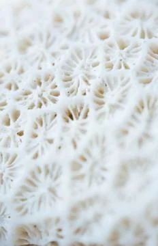 Abstract Seashell blurred background.Backdrop with copy cpace for webdesign. 스톡 사진