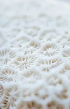 Abstract Seashell blurred background.Backdrop with copy cpace for webdesign. Foto stock