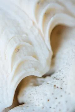 Abstract Seashell blurred background.Backdrop with copy cpace for webdesign. Stock Photos