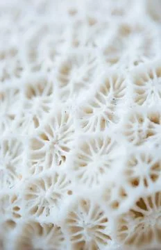 Abstract Seashell blurred background.Backdrop with copy cpace for webdesign. Stock Photos