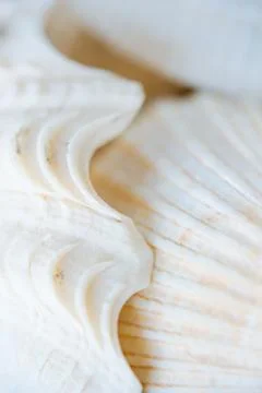 Abstract Seashell blurred background.Backdrop with copy cpace for webdesign. 스톡 사진