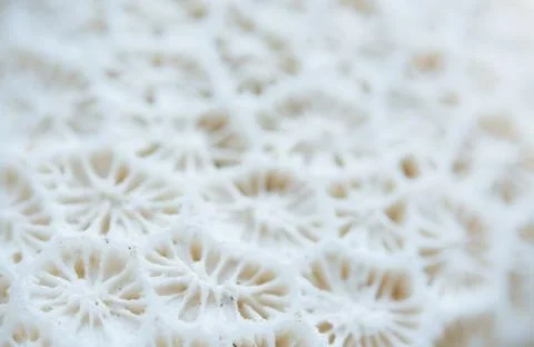 Abstract Seashell blurred background.Backdrop with copy cpace for webdesign. 스톡 사진