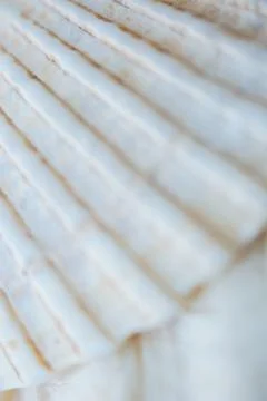 Abstract Seashell blurred background.Backdrop with copy cpace for webdesign. 스톡 사진