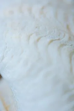 Abstract Seashell blurred background.Backdrop with copy cpace for webdesign. Фото