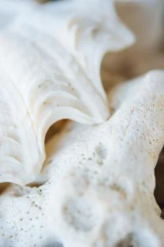 Abstract Seashell blurred background.Backdrop with copy cpace for webdesign. Stock Photos