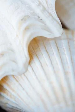 Abstract Seashell blurred background.Backdrop with copy cpace for webdesign. Stock Photos