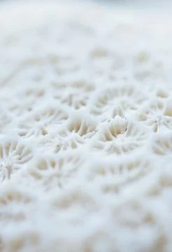 Abstract Seashell blurred background.Backdrop with copy cpace for webdesign. 스톡 사진