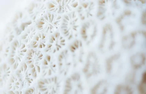 Abstract Seashell blurred background.Backdrop with copy cpace for webdesign. Stock Photos