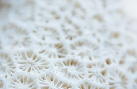 Abstract Seashell blurred background.Backdrop with copy cpace for webdesign. Foto stock