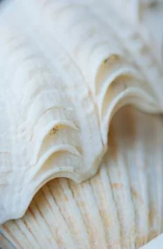 Abstract Seashell blurred background.Backdrop with copy cpace for webdesign. 스톡 사진