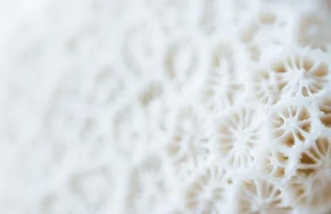 Abstract Seashell blurred background.Backdrop with copy cpace for webdesign. 스톡 사진