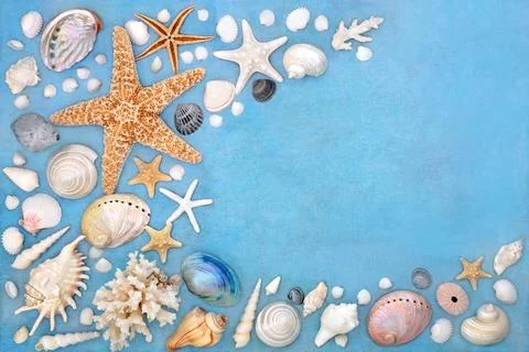 Abstract Seashell Collection Nature Background Border 库存照片