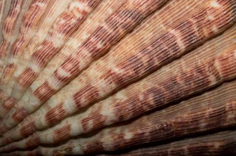 Abstract seashell Stock Photos