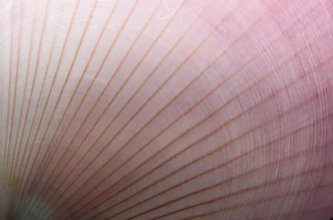 Abstract Seashell Stock Photos