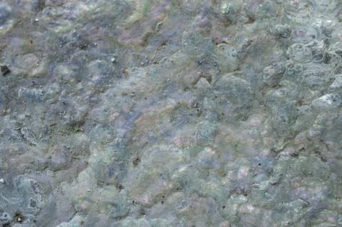 Abstract Seashell Stock-Fotos