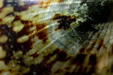 Abstract Seashell Foto stock