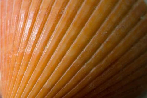 Abstract Seashell Stock Photos