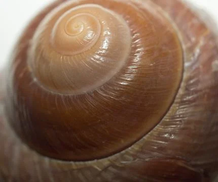 Abstract seassnail Stock Photos