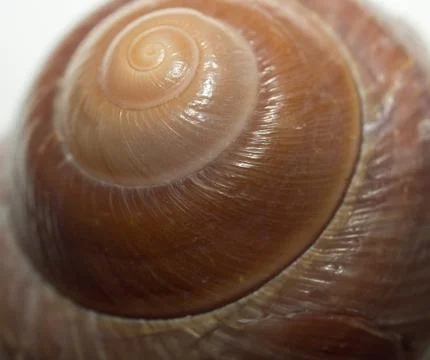 Abstract Seassnail Stock Photos