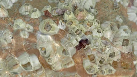 Abstract Seawater Texture Over Shells in Tropical Tidal Pool Видео 336368280