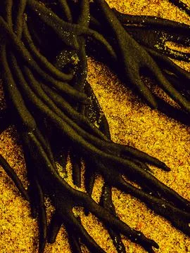 Abstract seaweed macro texture with digital yellow enhancement Stock Photos