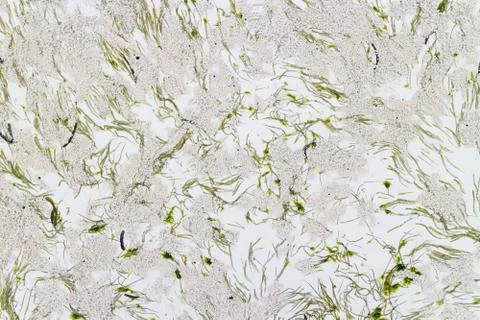 Abstract seaweed pattern on the beach sand Stock Photos
