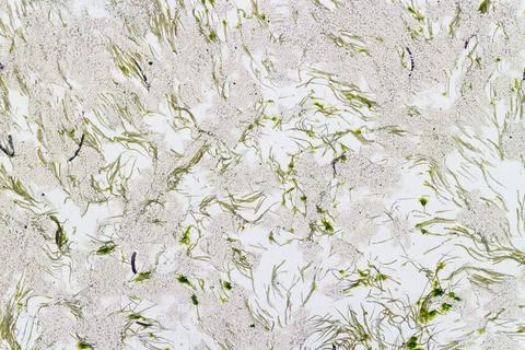 Abstract seaweed pattern on the beach sand Abstract seaweed pattern on the... Stock Photos