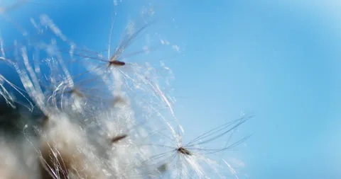 Abstract seed close-up Stock Footage 318090407