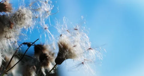 Abstract seed close-up Stock Footage 318090438